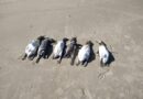 Dezenas de pinguins aparecem mortos no Litoral Gaúcho