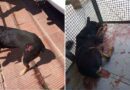 Pitbull foge de pátio e ataca cão em via pública em Torres