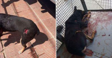 Pitbull foge de pátio e ataca cão em via pública em Torres