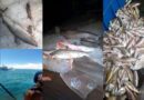 Tubarões em extinção são flagrados em barco pesqueiro no Litoral Gaúcho