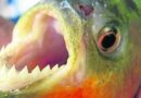 Piranha carnívora se espalha pelo RS e situação gera preocupação no Litoral