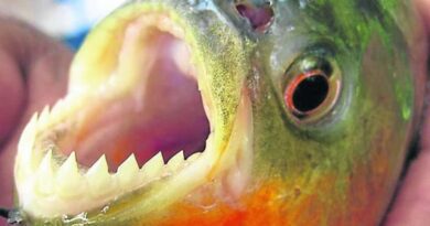 Piranhas vermelhas já são encontradas no Rio dos Sinos