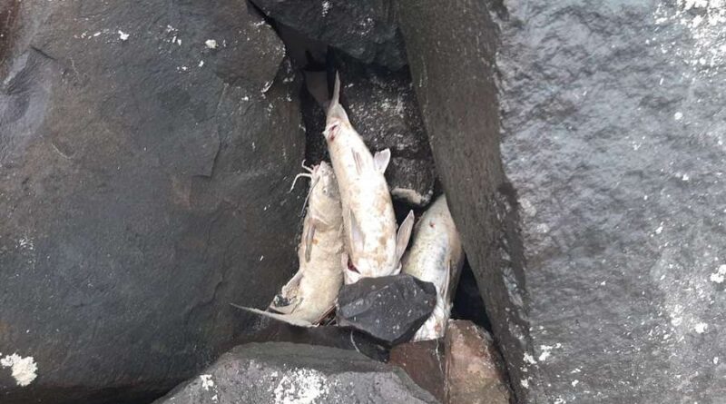 Pescadores fogem e escondem peixes entre as pedras na Barra de Imbé