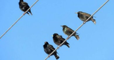 Pássaros predadores e considerados pragas invadem cidades gaúchas