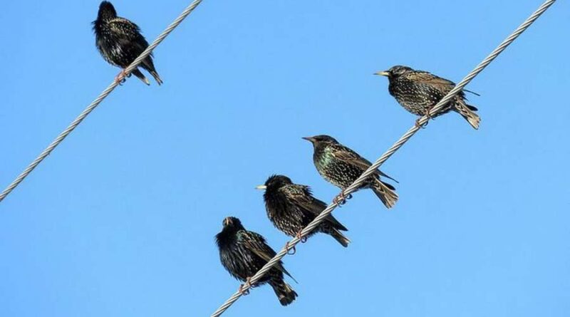 Pássaros predadores e considerados pragas invadem cidades gaúchas