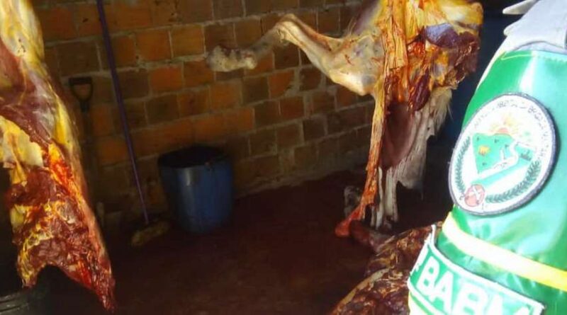 Apreendidos 450 quilos de carne de cavalo em abatedouro clandestino em outra cidade do RS
