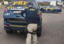 Morador de Capão da Canoa é preso na BR-101