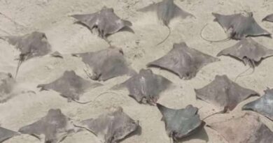 Dezenas de raias, três tubarões e uma móbula são encontrados mortos no litoral brasileiro