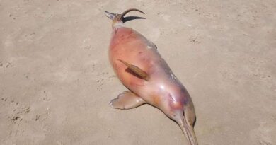 Golfinho é encontrado morto na beira mar
