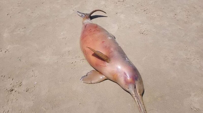 Golfinho é encontrado morto na beira mar