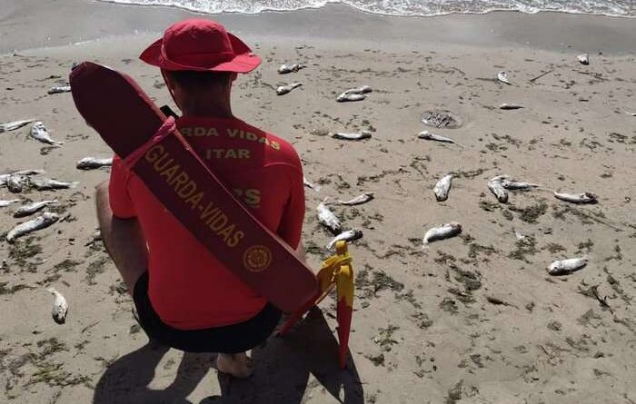 Milhares de peixes mortos aparecem na beira da praia no litoral sul