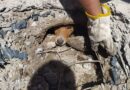 Bombeiros voluntários salvam cão preso em um bueiro em B. Pinhal