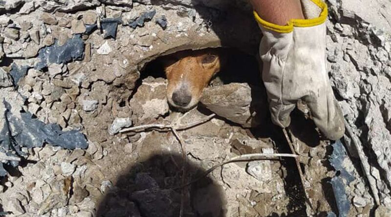 Bombeiros voluntários salvam cão preso em um bueiro em B. Pinhal