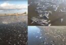 Lagoa do Peixe praticamente seca: estiagem severa está matando centenas de peixes