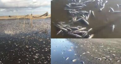 Lagoa do Peixe praticamente seca: estiagem severa está matando centenas de peixes