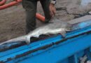 14 toneladas de pescados são apreendidos na costa gaúcha