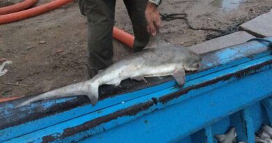 14 toneladas de pescados são apreendidos na costa gaúcha