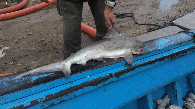 14 toneladas de pescados são apreendidos na costa gaúcha