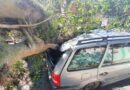 Árvore cai e atinge dois carros no centro de Osório