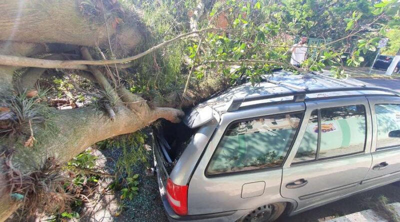 Árvore cai e atinge dois carros no centro de Osório