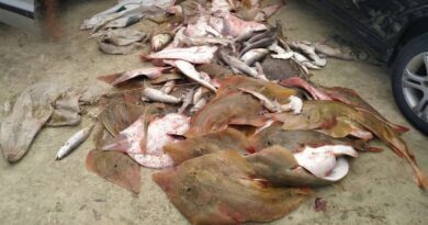 Pescadores são flagrados na beira mar com dezenas de raia-viola e tubarão-martelo