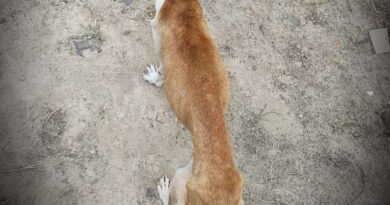 Cães vítima de maus tratos são recolhidos em Osório