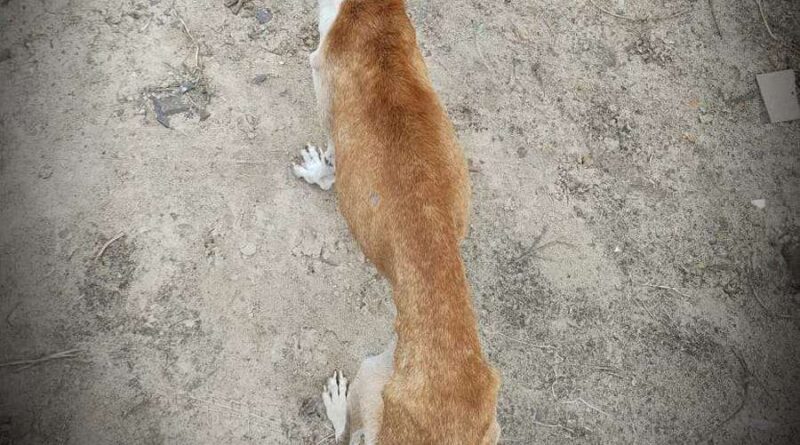 Cães vítima de maus tratos são recolhidos em Osório
