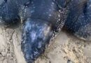 Tartaruga-de-couro é resgatada em Mostardas