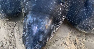 Tartaruga-de-couro é resgatada em Mostardas