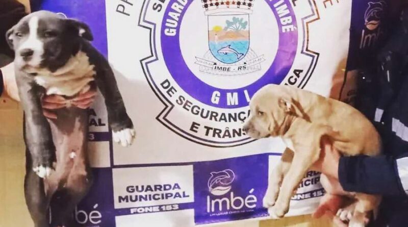 Filhotes de cães furtados são recuperados em Imbé