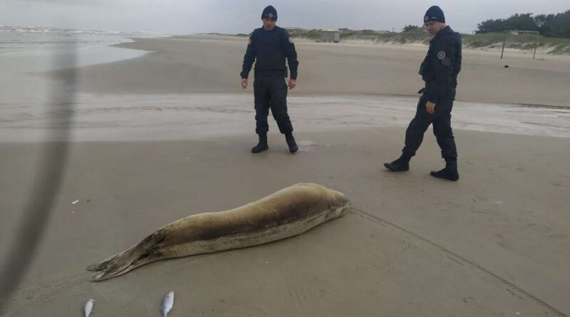 Lobo-marinho é encontrado descansando na beira mar