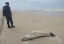 Foca albina que foi atacada por cães na beira mar recebe cuidados