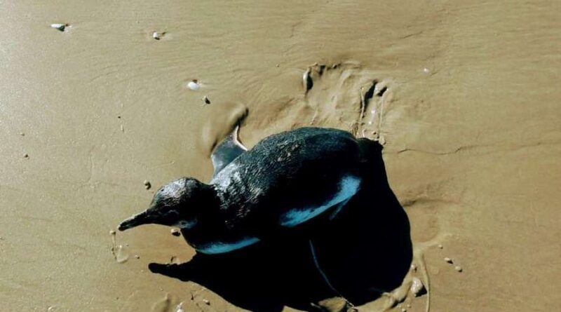 Pinguim é resgatado na beira mar de Xangri-Lá