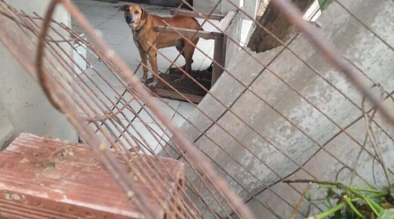 Veranistas são acusados de abandonar cães em pátio fechado