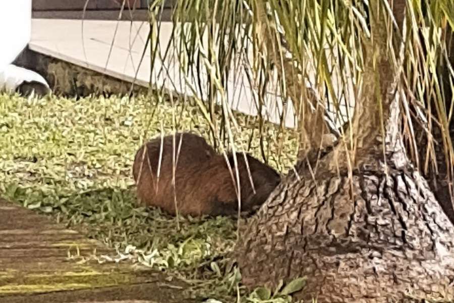 Rato banhado é encontrado no centro de Ibiporã 