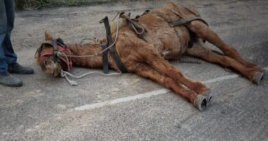 Cavalo é encontrado em situação de maus tratos e dois são levados a DP em Osório
