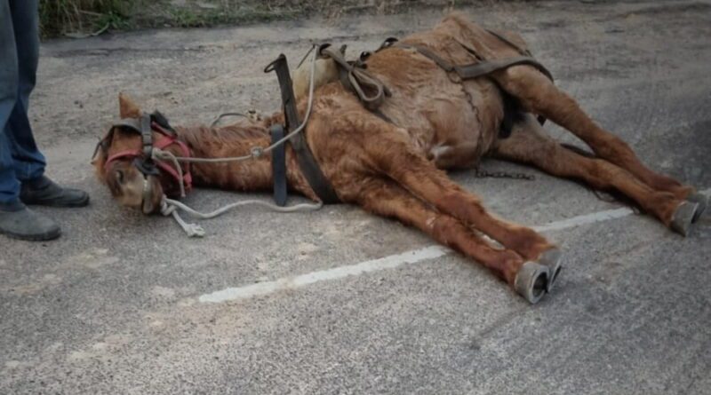 Cavalo é encontrado em situação de maus tratos e dois são levados a DP em Osório