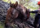 Retroescavadeira é usada para salvar cavalo atolado em Osório