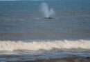 Denúncia de baleia presa em redes de pesca leva Patram até a beira mar de Xangri-Lá