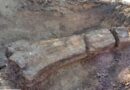 Tronco fossilizado com mais de 200 milhões de anos é encontrado durante obra rodoviária no RS