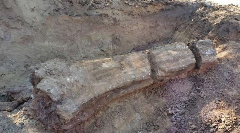 Tronco fossilizado com mais de 200 milhões de anos é encontrado durante obra rodoviária no RS