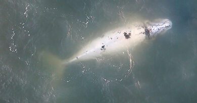 Fotógrafo flagra momento raro: filhote branco de baleia-franca no litoral gaúcho