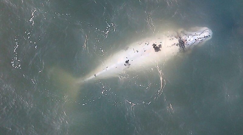 Fotógrafo flagra momento raro: filhote branco de baleia-franca no litoral gaúcho