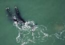 Presença recorde este ano: baleias estão dando show em Torres