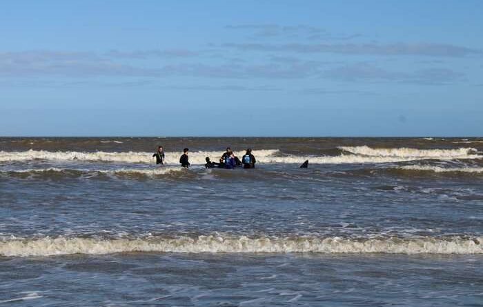 Morre baleia que havia sido resgatada no litoral sul