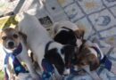 Feira de adoção de animais em Imbé: oportunidade de adotar um novo amigo