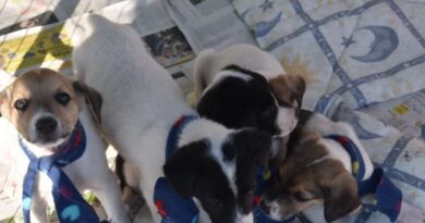 Feira de adoção de animais em Imbé: oportunidade de adotar um novo amigo