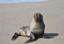 Lobo-marinho descansa na praia de Imbé: veja cuidados