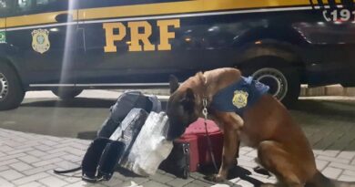 Cães farejadores localizam maconha e cocaína em ônibus na freeway