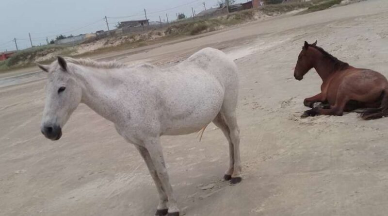 Bombeiros são acionados para atender cavalos machucados na beira mar: mas não era bem isto